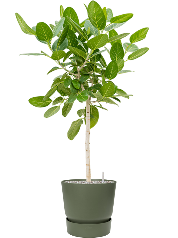 Ansamblu D40xH145cm cu planta naturala Ficus benghalensis 'Audrey' in ghiveci Greenville all inclusive set cu granule decorative