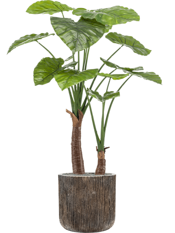 Ansamblu D40xH146cm cu planta naturala Alocasia in ghiveci Baq Luxe Lite Universe Waterfall all inclusive set cu granule decorative