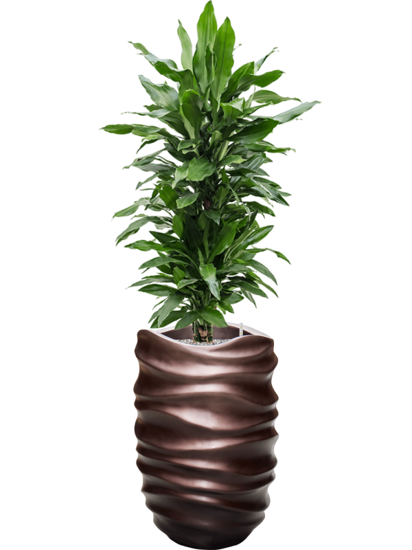 Ansamblu D40xH148cm cu planta naturala Dracaena fragrans 'Janet Lind' in ghiveci Baq Gradient Lee all inclusive set cu granule decorative