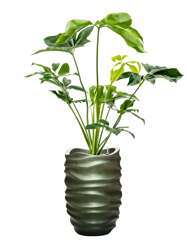 Ansamblu D40xH153cm cu planta naturala Philodendron 'Green Wonder' in ghiveci Baq Gradient Lee all inclusive set cu granule decorative