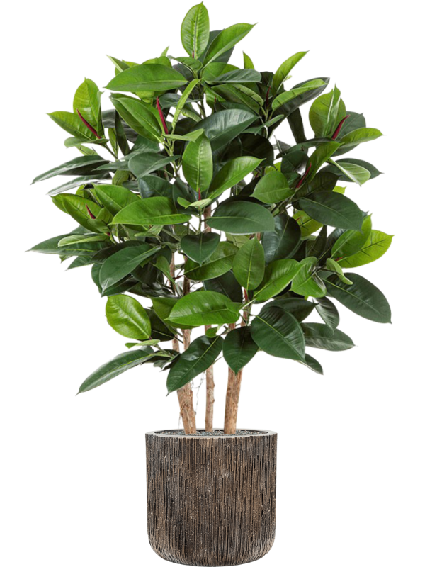 Ansamblu D40xH156cm cu planta naturala Ficus elastica in ghiveci Baq Luxe Lite Universe Waterfall all inclusive set cu granule decorative