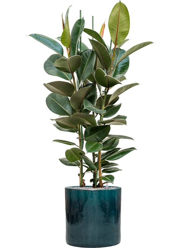 Ansamblu D40xH158cm cu planta naturala Ficus elastica 'Robusta' in ghiveci Cylinder all inclusive set cu granule decorative