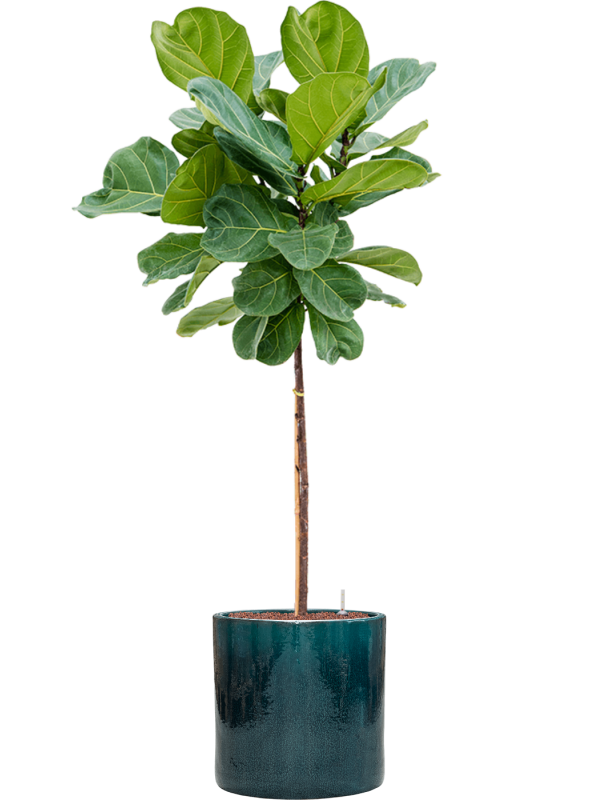 Ansamblu D40xH167cm cu planta naturala Ficus lyrata in ghiveci Cylinder all inclusive set cu granule decorative