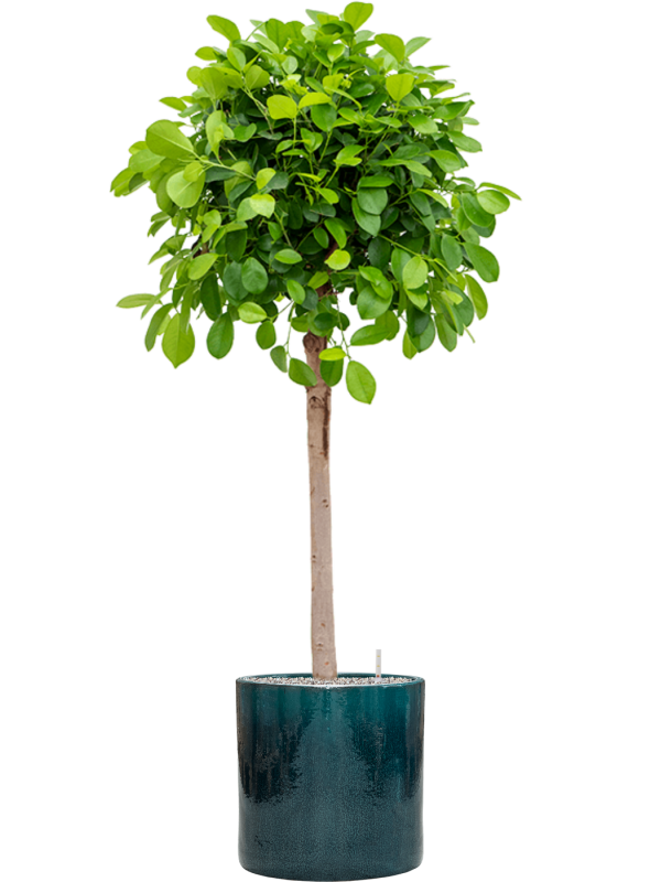 Ansamblu D40xH168cm cu planta naturala Ficus microcarpa 'Moclame' in ghiveci Cylinder all inclusive set cu granule decorative