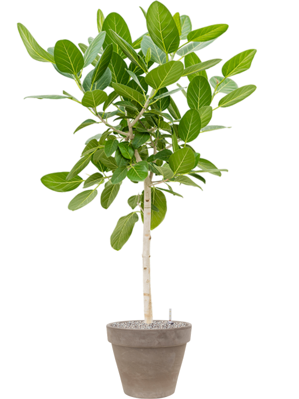 Ansamblu D40xH171cm cu planta naturala Ficus benghalensis 'Audrey' in ghiveci Terra Cotta all inclusive set cu granule decorative