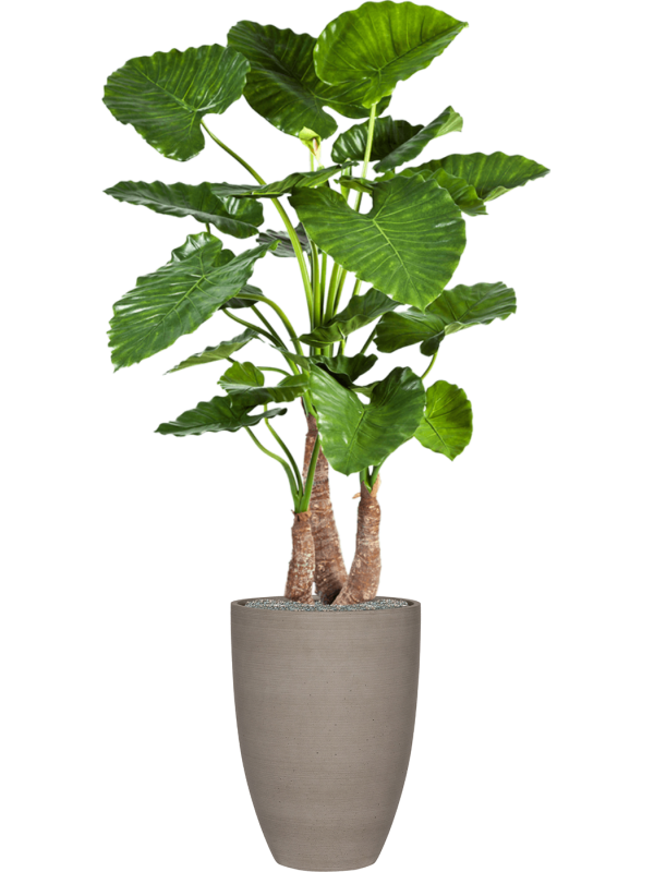 Ansamblu D40xH173cm cu planta naturala Alocasia calidora in ghiveci Refined all inclusive set cu granule decorative