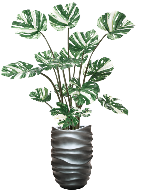 Ansamblu D40xH175cm cu planta naturala Monstera Deliciosa in ghiveci Baq Gradient Lee all inclusive set cu granule decorative