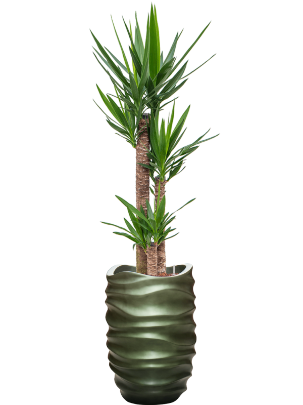 Ansamblu D40xH176cm cu planta naturala Yucca elephantipes in ghiveci Baq Gradient Lee all inclusive set cu granule decorative