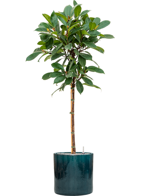 Ansamblu D40xH177cm cu planta naturala Ficus cyathistipula in ghiveci Cylinder all inclusive set cu granule decorative