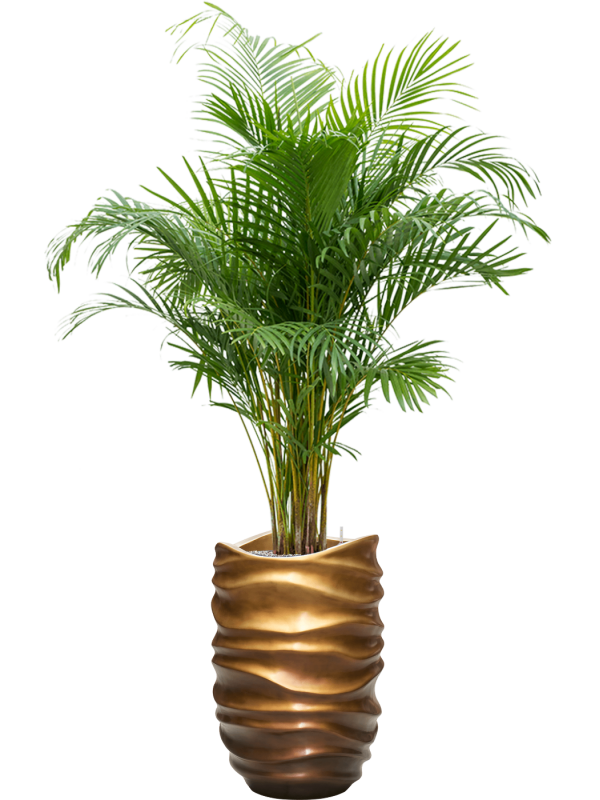 Ansamblu D40xH180cm cu planta naturala Dypsis (Areca) lutescens in ghiveci Baq Gradient Lee all inclusive set cu granule decorative