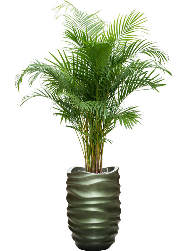 Ansamblu D40xH181cm cu planta naturala Dypsis (Areca) lutescens in ghiveci Baq Gradient Lee all inclusive set cu granule decorative