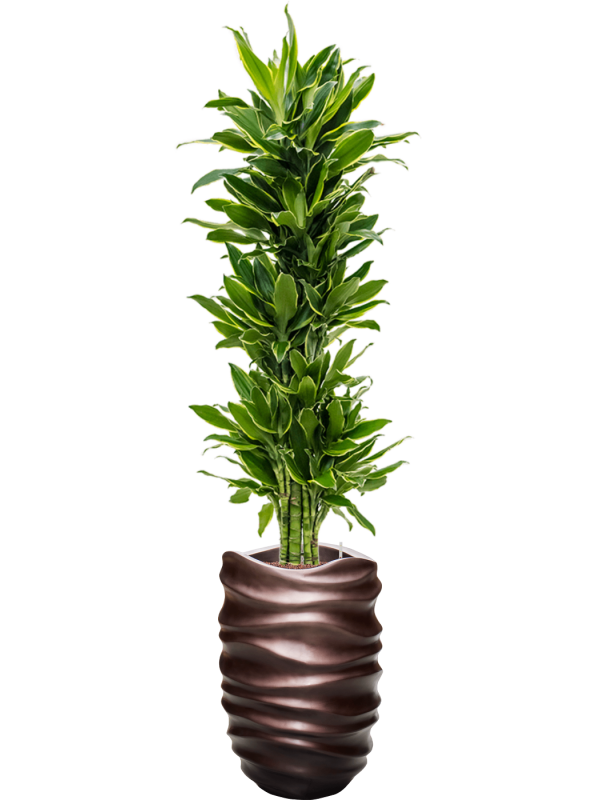 Ansamblu D40xH190cm cu planta naturala Dracaena fragrans 'Golden Coast' in ghiveci Baq Gradient Lee all inclusive set cu granule decorative