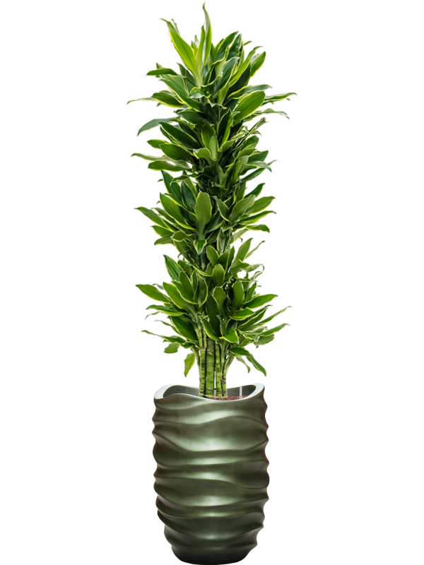 Ansamblu D40xH191cm cu planta naturala Dracaena fragrans 'Golden Coast' in ghiveci Baq Gradient Lee all inclusive set cu granule decorative