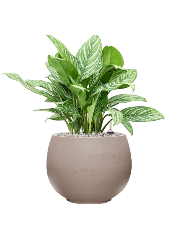 Ansamblu D40xH72cm cu planta naturala Aglaonema 'Stripes' in ghiveci Rotunda Urban all inclusive set cu granule decorative