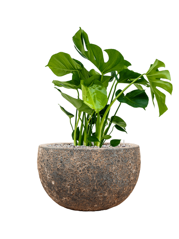 Ansamblu D40xH73cm cu planta naturala Monstera deliciosa in ghiveci Baq Lava all inclusive set cu granule decorative