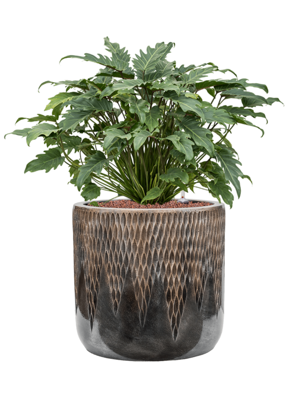 Ansamblu D40xH75cm cu planta naturala Philodendron 'Xanadu' in ghiveci Baq Luxe Lite Universe Comet all inclusive set cu granule decorative