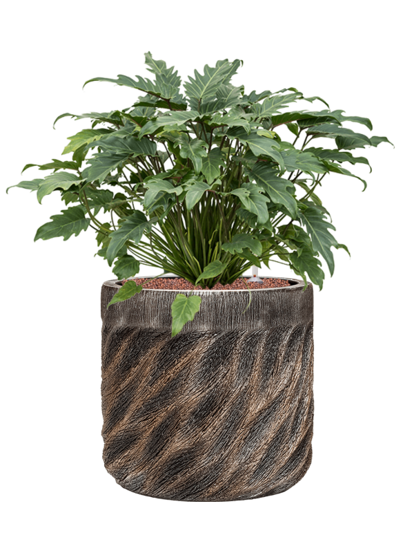 Ansamblu D40xH75cm cu planta naturala Philodendron 'Xanadu' in ghiveci Baq Luxe Lite Universe Wave all inclusive set cu granule decorative