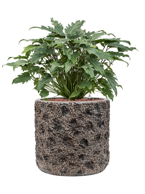 Ansamblu D40xH76cm cu planta naturala Philodendron 'Xanadu' in ghiveci Baq Luxe Lite Universe Moon all inclusive set cu granule decorative