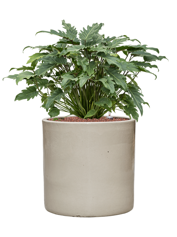 Ansamblu D40xH77cm cu planta naturala Philodendron 'Xanadu' in ghiveci Cylinder all inclusive set cu granule decorative