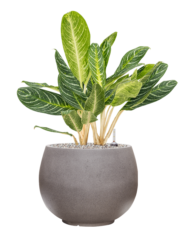 Ansamblu D40xH78cm cu planta naturala Aglaonema 'Key Lime' in ghiveci Rotunda Urban all inclusive set cu granule decorative