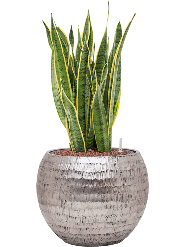 Ansamblu D40xH79cm cu planta naturala Sansevieria trifasciata 'Laurentii' in ghiveci Baq Opus Hammered all inclusive set cu granule decorative