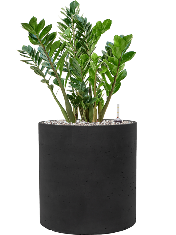 Ansamblu D40xH82cm cu planta naturala Zamioculcas zamiifolia in ghiveci Rough all inclusive set cu granule decorative