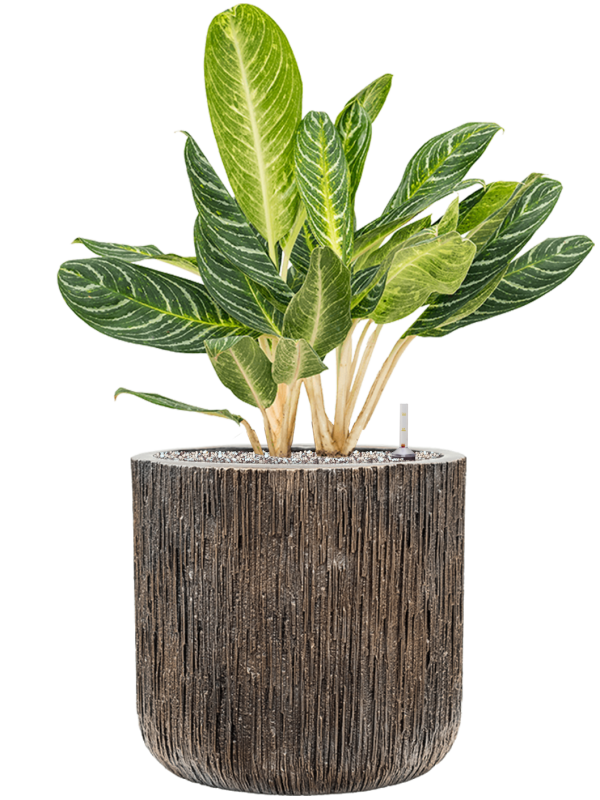 Ansamblu D40xH85cm cu planta naturala Aglaonema 'Key Lime' in ghiveci Baq Luxe Lite Universe Waterfall all inclusive set cu granule decorative