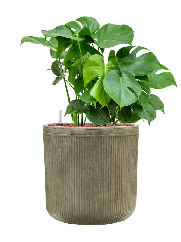 Ansamblu D40xH85cm cu planta naturala Monstera deliciosa in ghiveci Baq Vertical Rib all inclusive set cu granule decorative