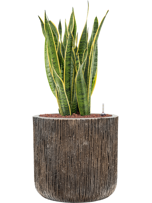 Ansamblu D40xH85cm cu planta naturala Sansevieria trifasciata 'Laurentii' Baq Luxe Lite Universe all inclusive set cu granule decorative