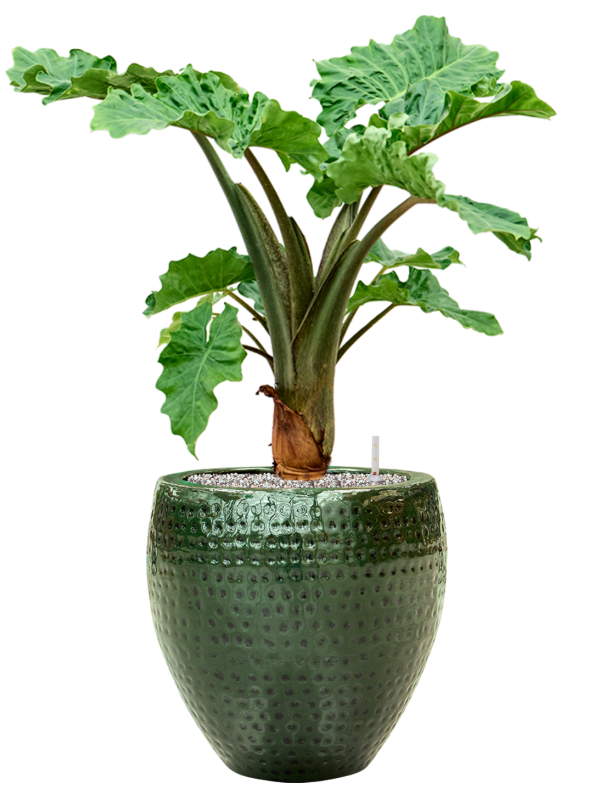 Ansamblu D40xH89cm cu planta naturala Alocasia 'Low Rider' in ghiveci Thom all inclusive set cu granule decorative