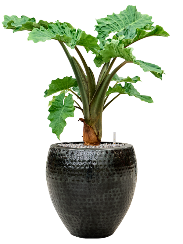 Ansamblu D40xH90cm cu planta naturala Alocasia 'Low Rider' in ghiveci Thom all inclusive set cu granule decorative