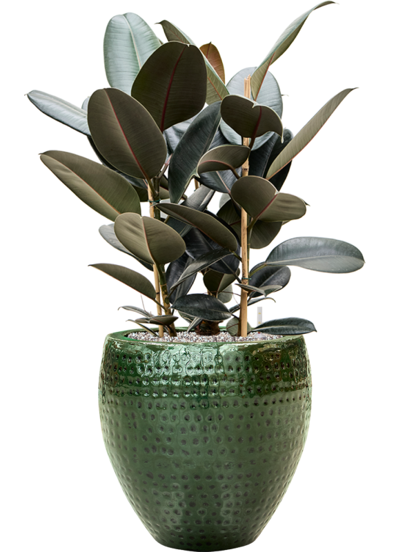 Ansamblu D40xH90cm cu planta naturala Ficus elastica 'Abidjan' in ghiveci Thom all inclusive set cu granule decorative