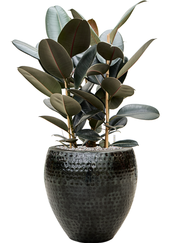 Ansamblu D40xH91cm cu planta naturala Ficus elastica 'Abidjan' in ghiveci Thom all inclusive set cu granule decorative