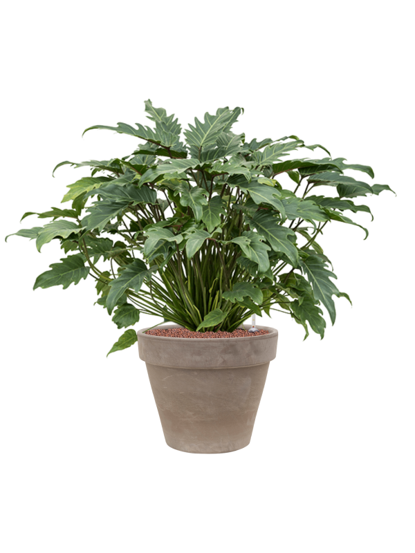 Ansamblu D40xH92cm cu planta naturala Philodendron 'Xanadu' in ghiveci Terra Cotta all inclusive set cu granule decorative