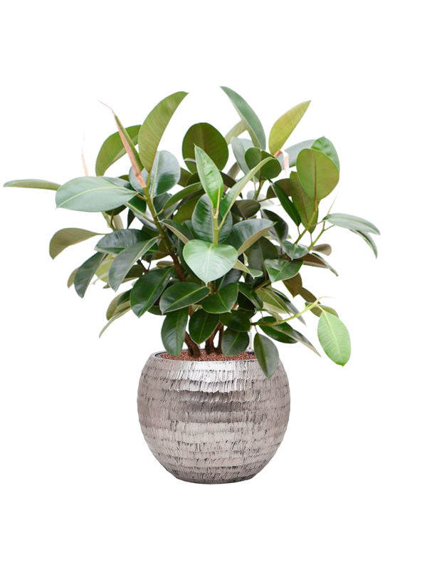 Ansamblu D40xH93cm cu planta naturala Ficus elastica 'Robusta' (70-100cm) in ghiveci Baq Opus Hammered all inclusive set cu granule decorative