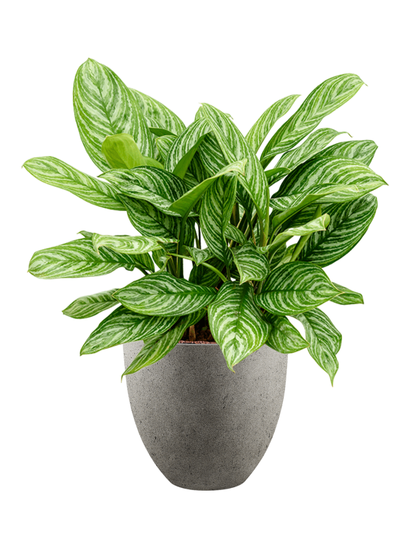 Ansamblu D40xH94cm cu planta naturala Aglaonema 'Stripes' in ghiveci Grigio all inclusive set cu granule decorative