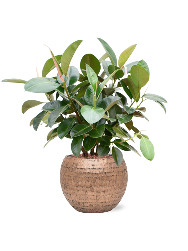 Ansamblu D40xH94cm cu planta naturala Ficus elastica 'Robusta' (70-100cm) in ghiveci Baq Opus Hammered all inclusive set cu granule decorative