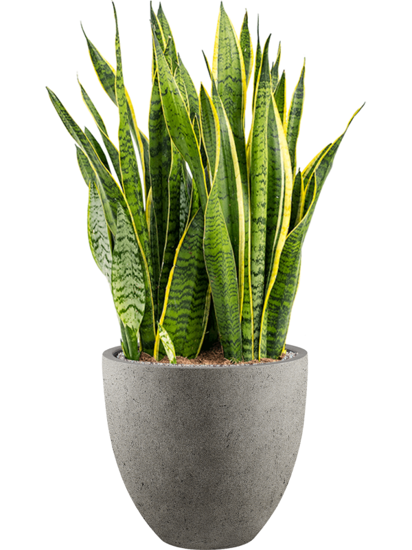 Ansamblu D40xH94cm cu planta naturala Sansevieria trifasciata 'Laurentii' in ghiveci Grigio all inclusive set cu granule decorative