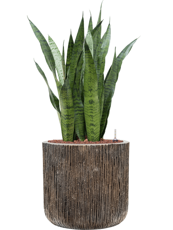 Ansamblu D40xH95cm cu planta naturala Sansevieria zeylanica in ghiveci Baq Luxe Lite Universe Waterfall all inclusive set cu granule decorative