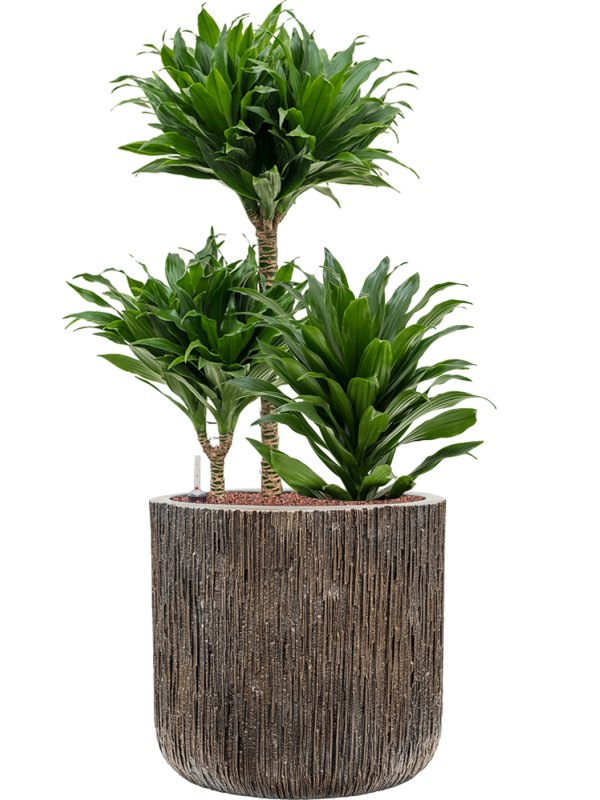 Ansamblu D40xH97cm cu planta naturala Dracaena fragrans 'Compacta' in ghiveci Baq Luxe Lite Universe all inclusive set cu granule decorative