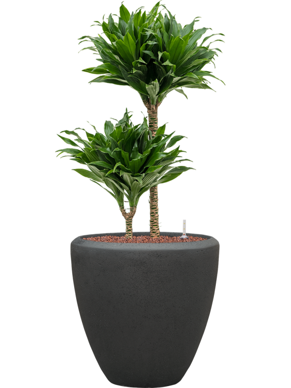 Ansamblu D40xH99cm cu planta naturala Dracaena fragrans 'Compacta' in ghiveci Baq Polystone Plain all inclusive set cu granule decorative