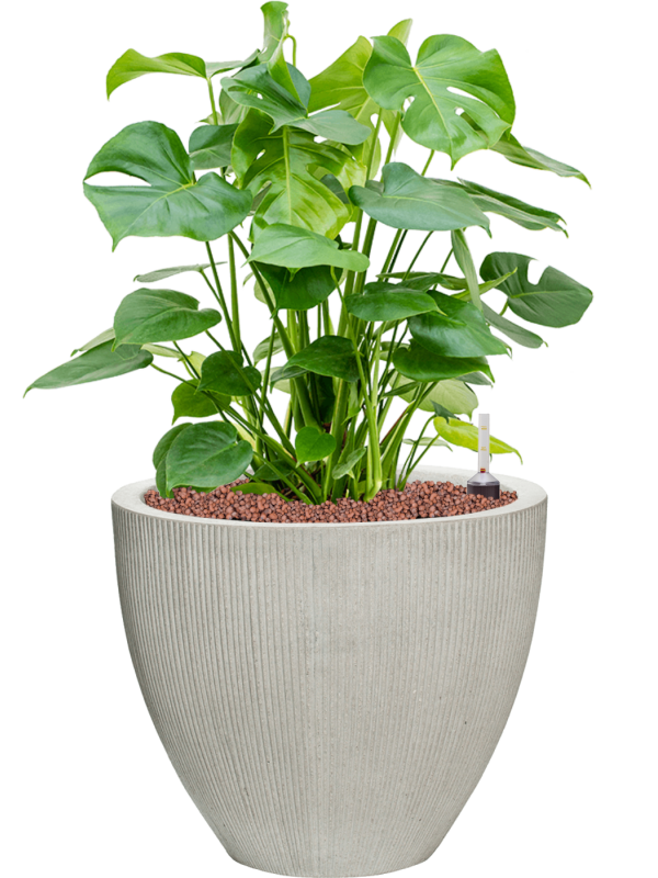 Ansamblu D41.5xH74cm cu planta naturala Monstera deliciosa in ghiveci Ridged Vertically all inclusive set cu granule decorative