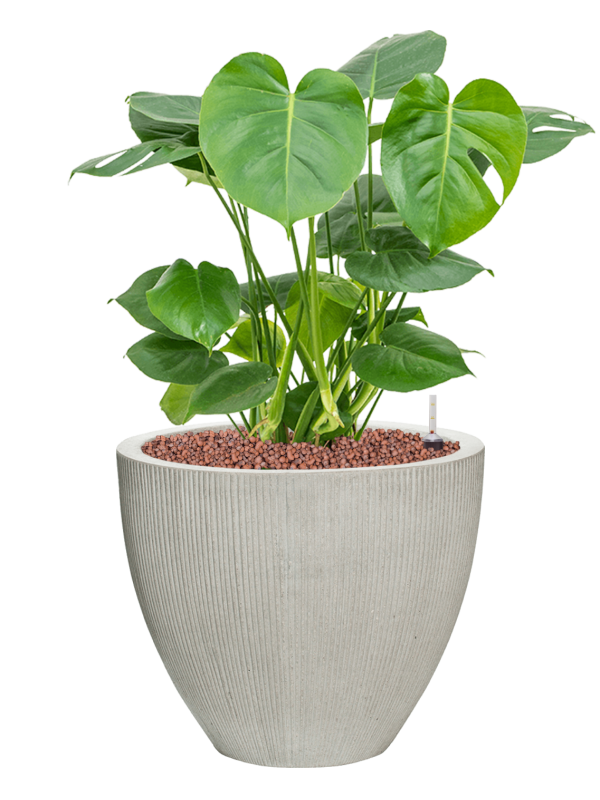 Ansamblu D41.5xH75cm cu planta naturala Monstera deliciosa in ghiveci Ridged Vertically all inclusive set cu granule decorative