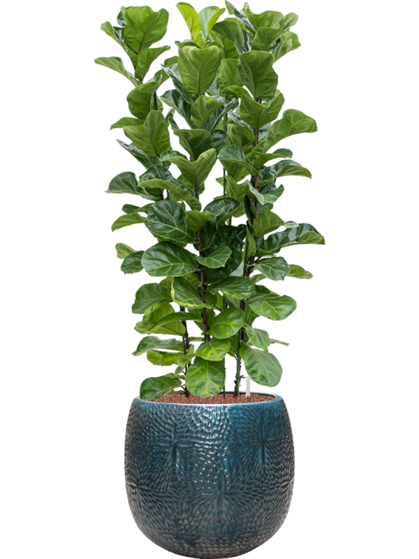 Ansamblu D41xH128cm cu planta naturala Ficus lyrata 'Bambino' in ghiveci Marly all inclusive set cu granule decorative