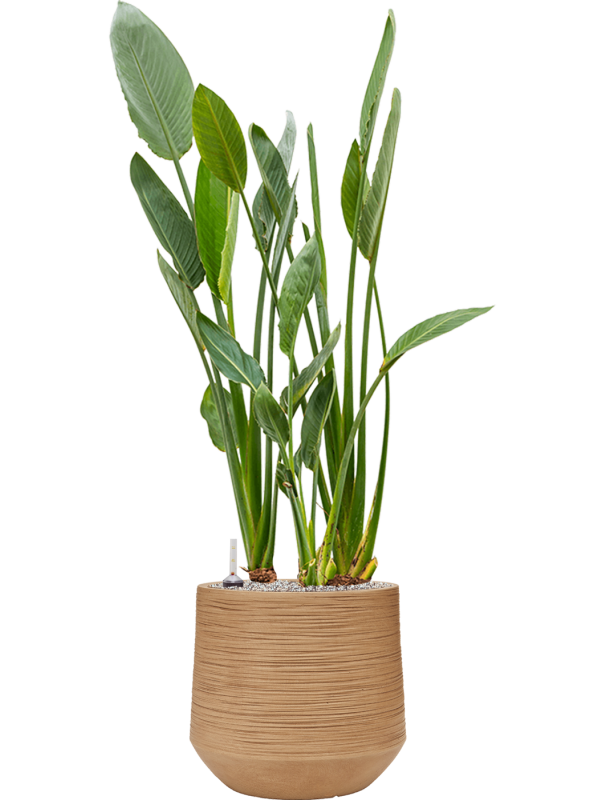 Ansamblu D41xH132cm cu planta naturala Strelitzia reginae in ghiveci Baq Dune all inclusive set cu granule decorative