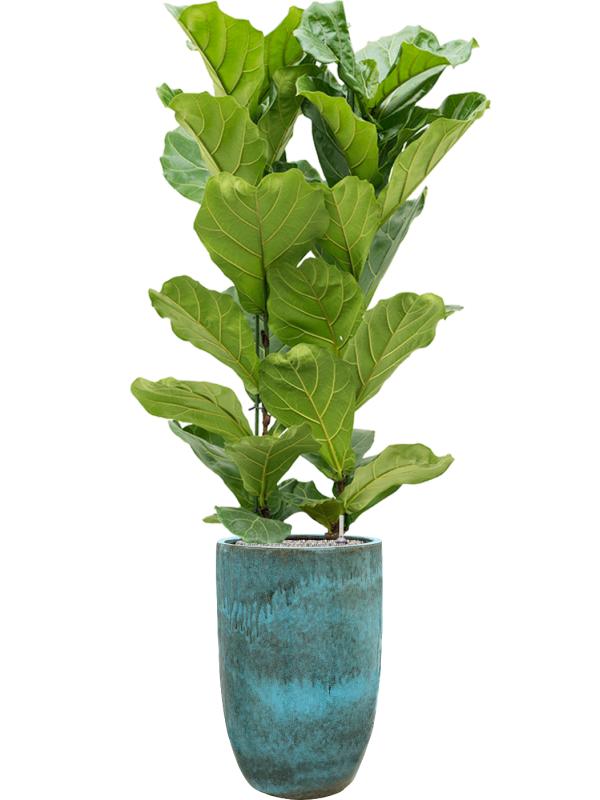 Ansamblu D41xH189cm cu planta naturala Ficus lyrata in ghiveci Pure all inclusive set cu granule decorative