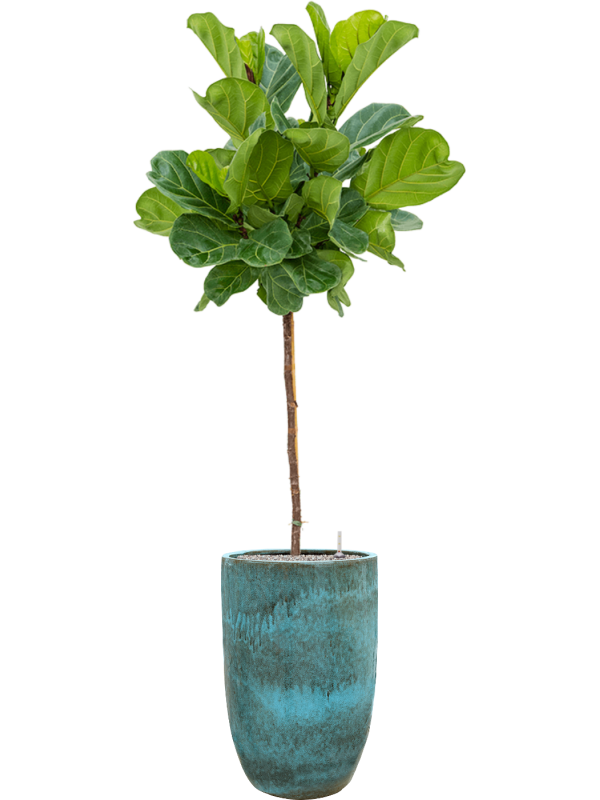 Ansamblu D41xH201cm cu planta naturala Ficus lyrata in ghiveci Pure all inclusive set cu granule decorative