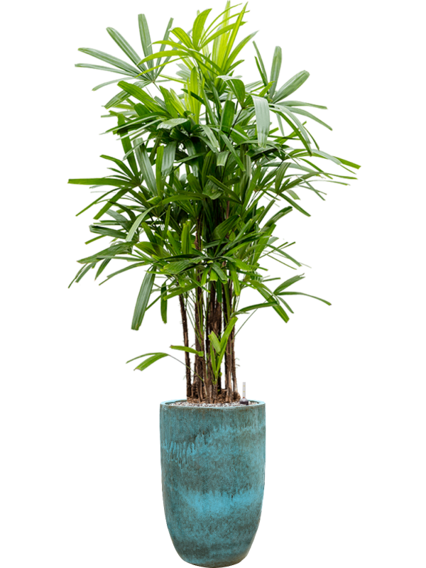 Ansamblu D41xH211cm cu planta naturala Rhapis excelsa in ghiveci Pure all inclusive set cu granule decorative