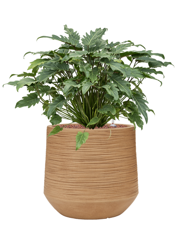 Ansamblu D41xH74cm cu planta naturala Philodendron 'Xanadu' in ghiveci Baq Dune all inclusive set cu granule decorative