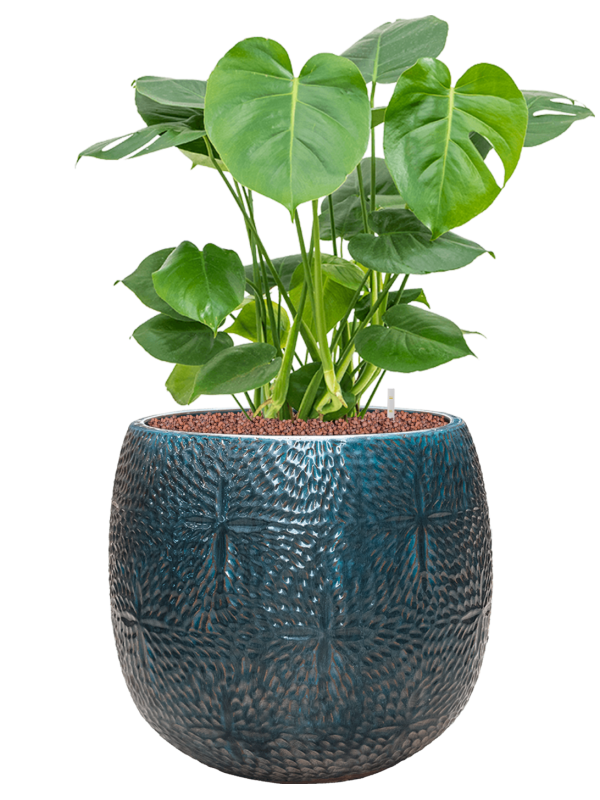 Ansamblu D41xH80cm cu planta naturala Monstera deliciosa in ghiveci Marly all inclusive set cu granule decorative